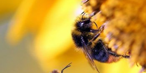 Koja je razlika između bumbara i pčele, fotografija